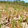 Central Highlands suffers losses from continuing drought