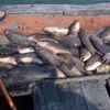 Mass fish kill in Hà Tĩnh blamed on sewage discharge