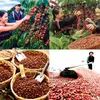 Sustainable production improves coffee value