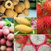 Fruit and vegetable export value up in H1