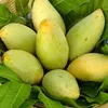 US to open door for Vietnamese mangoes