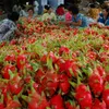 Australia considers dragon fruit imports from Vietnam