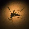 Malaysia: Zika-infected patient dies of heart disease complications