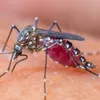 Zika virus situation closely monitored