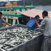 Fishing industry recovery in central provinces