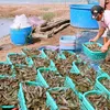 Bac Lieu to become a shrimp production hub