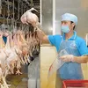 First batch of chicken shipped to Japan