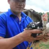 Ethnic minority, experts in Vietnam work to save indigenous fowl