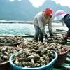 Sustainable aquatic farming promoted in Quang Ninh