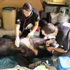 Nine black bears rescued from farm in Binh Duong