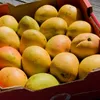 Sea travel to reduce costs for mango exporters