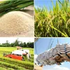 New vision for rice sector