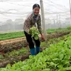 Bac Giang promotes clean agriculture