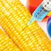 Genetically modified corn causes concern