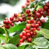 Drip irrigation for coffee proves effective