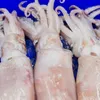 Cuttlefish and octopus exports to reach 420 million USD