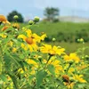 Wild sunflower festival kicks off in Gia Lai