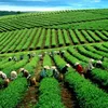 Vietnamese strengthens tea exports to USA