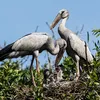 Snail storks in danger