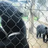 Vietnam works to end bear bile farming