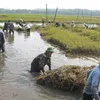 Climate change impacts food security