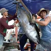 Large tuna catches