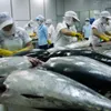 Tuna loses competitiveness in Japan