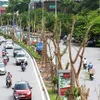 One million trees project in Hanoi