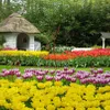 Dalat’s dried flowers