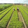 Japan pilots clean vegetable production in Binh Dinh