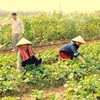 Organic farming in Hoa Binh province