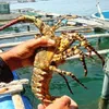 Sustainable approach to lobster farming required