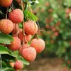 First batch of lychee exported to Thailand