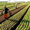 Organic farming requires more policies to develop