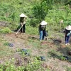 Thua Thien – Hue develops sustainable afforestation