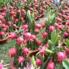 Vietnamese dragon fruits debut in Australia