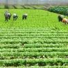 Hailstorms and tornadoes hit Lam Dong agriculture