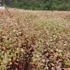 Buckwheat flower festival opens in Ha Giang province