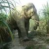 First elephant pregnant in half-wild environment