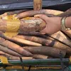 More than 300 kilograms of ivory seized at Noi Bai Airport