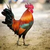 Stocks expected to rise in the year of the Rooster