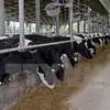 Dairy farmers to receive low-interest loans