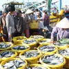 Fishermen start year with bumper catch