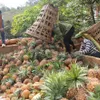 Lào Cai investigate reasons of pineapples’ death