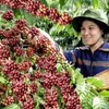 Việt Nam’s coffee price highest in six years