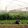 VN needs legal framework for organic farms