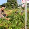 VN garden has Israeli roots