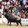 Man mauled to death by his buffalo during fest in northern Vietnam