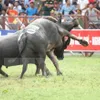 Buffalo that killed owner not injected with stimulant