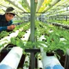 Tiền Giang develops hi-tech agricultural park